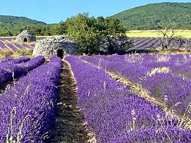 Lavandes en Provence @ La Bastide de Roussillon