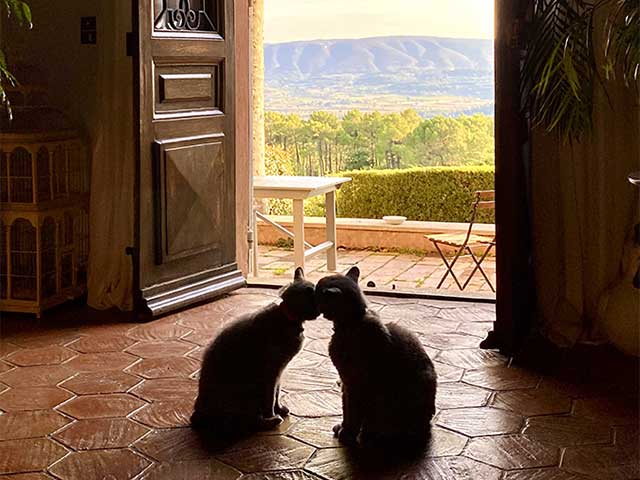 Cats @ La Bastide de Roussillon